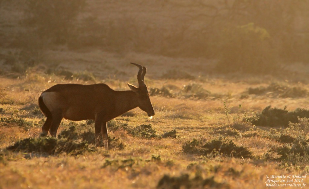 Bubale (Addo Elephant National Park)