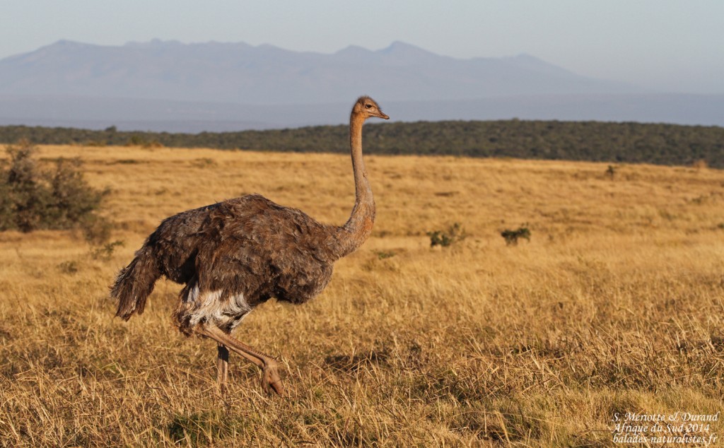 Autruche (Addo Elephant National Park)