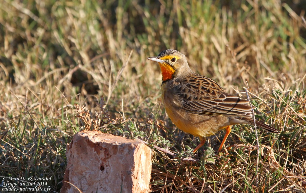Sentinelle à gorge jaune (Addo Elephant National Park)