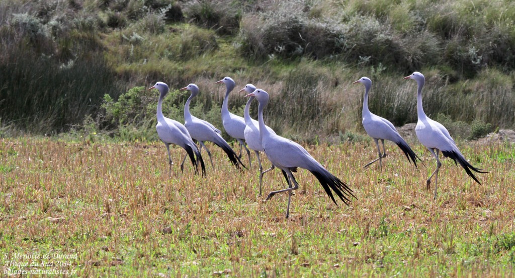 Grue de pardis - Agulhas plain
