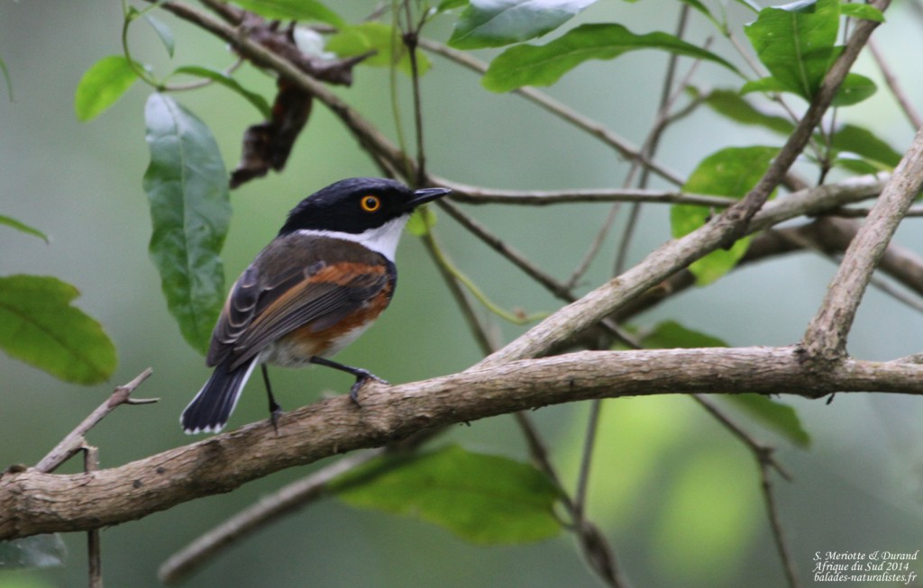 Pririt du Cap - Big tree - Wilderness