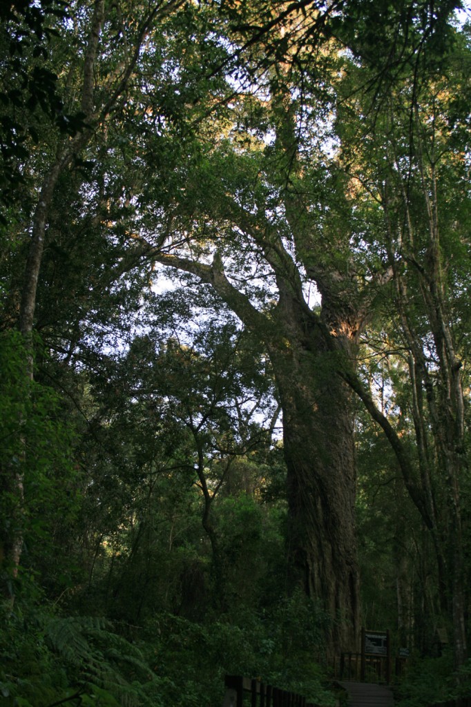 Big tree - Wilderness