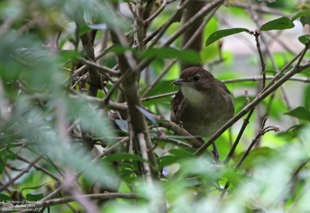 Bulbul jaboteur - Big tree - Wilderness