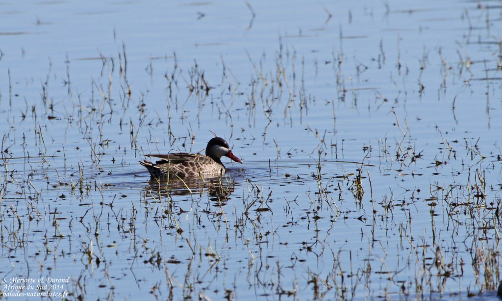 Canard à bec rouge (Gamtoos)