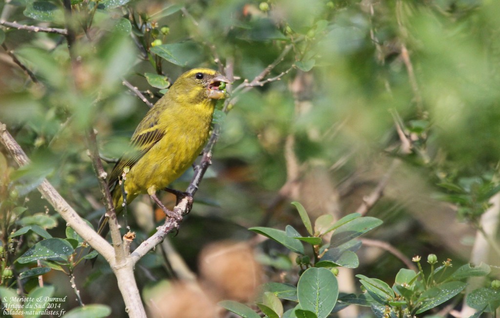 Serin soufré - Big tree - Wilderness