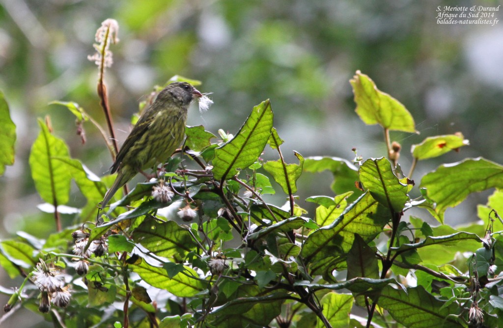 Serin forestier - Big tree - Wilderness