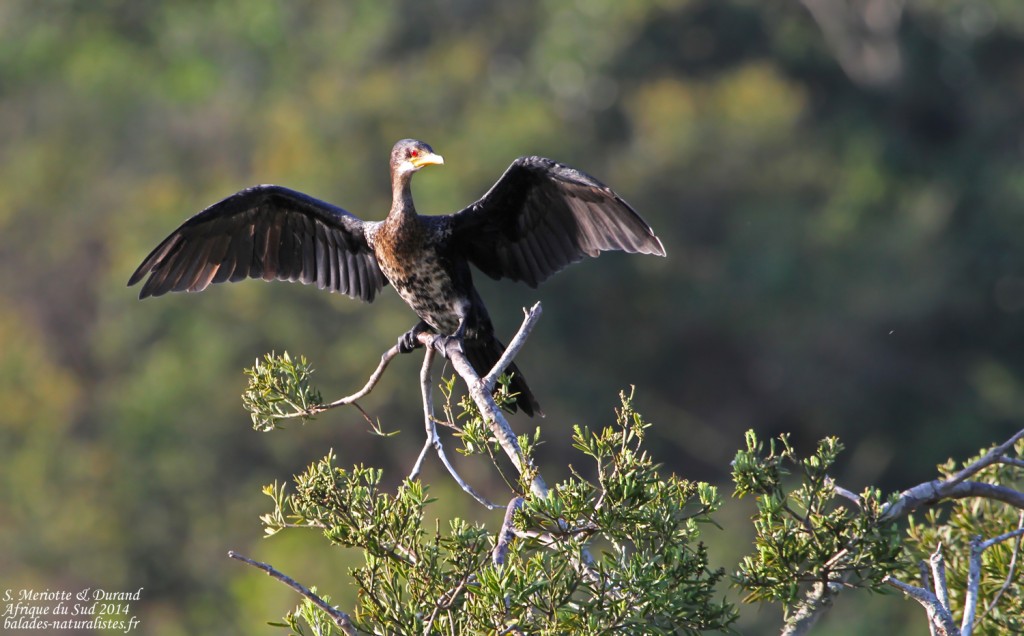 Cormoran des roseaux - Ebb and flow - Wilderness