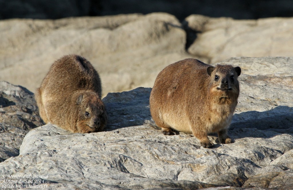Daman des rochers - Tsitsikamma