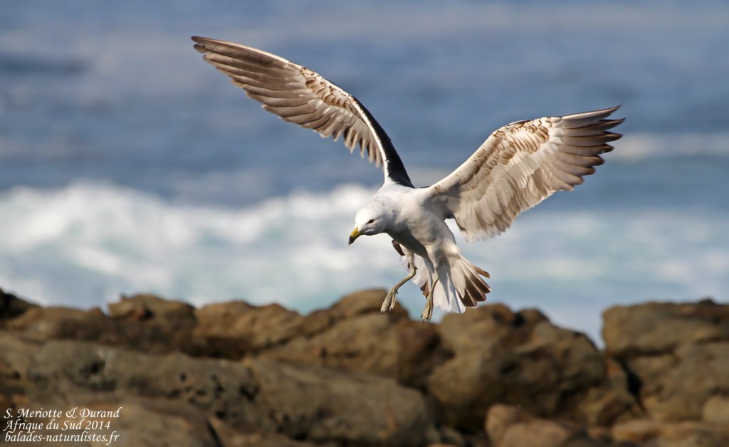 Goéland dominicain - Tsitsikamma