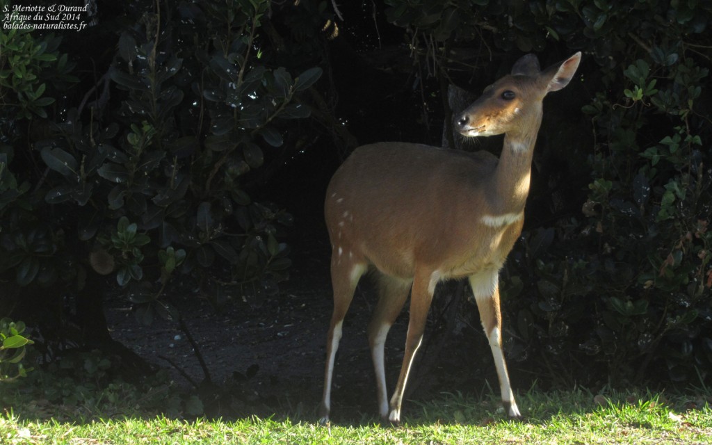 Guib harnaché - Tsitsikamma