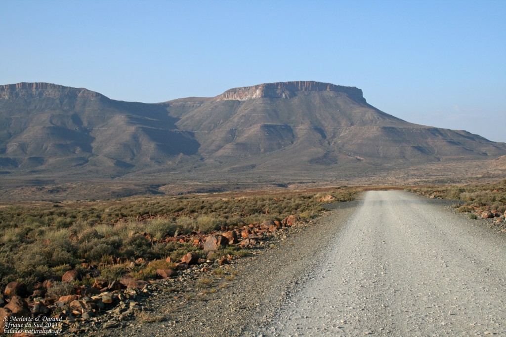 Karoo
