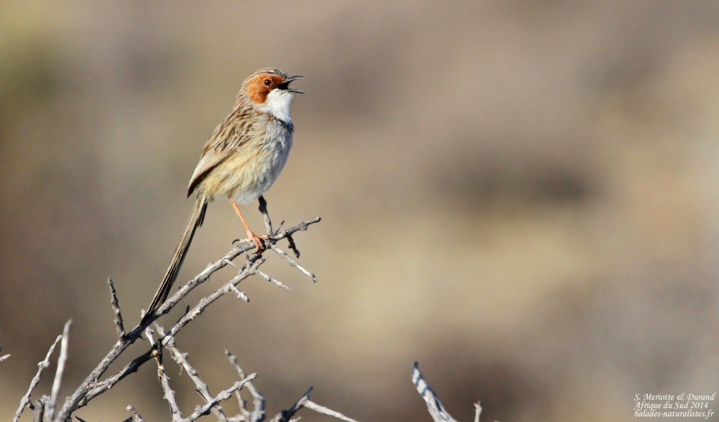 Prinia à joues rousses - Karoo