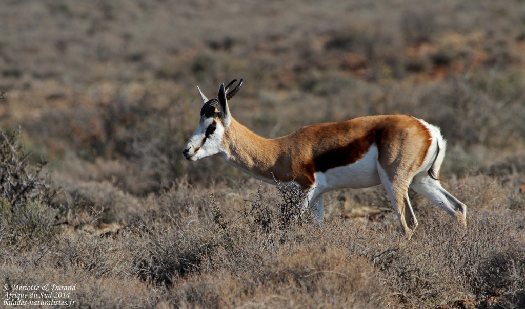Springbok - Karoo