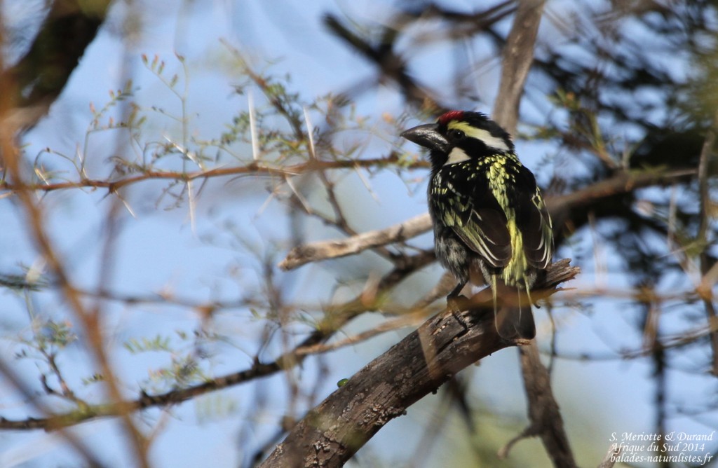 Barbican pie - Karoo