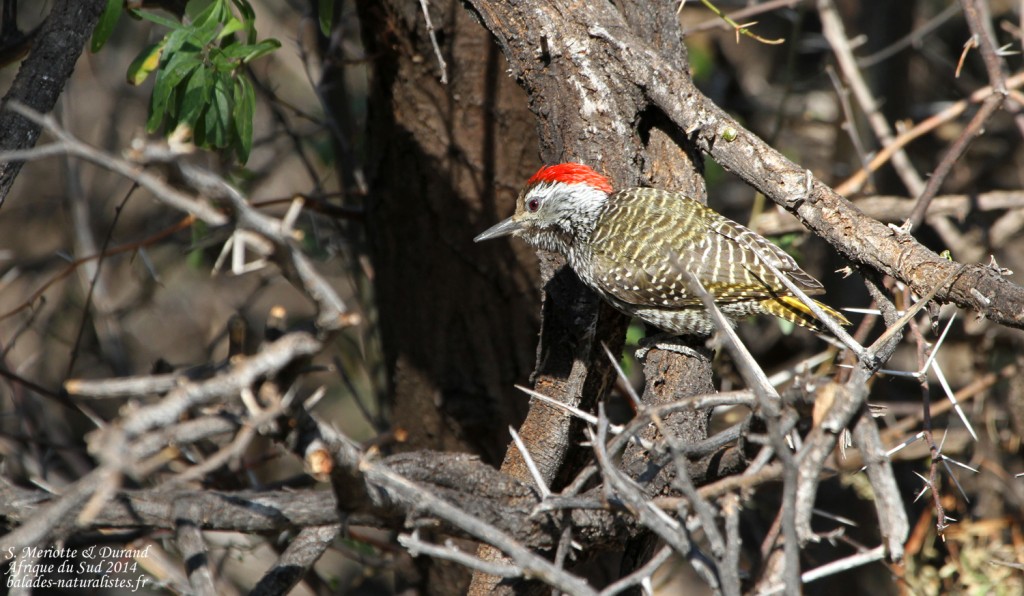 Pic cardinal - Karoo