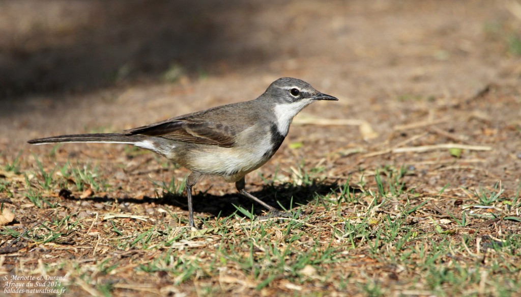 Bergeronnette du Cap - Karoo