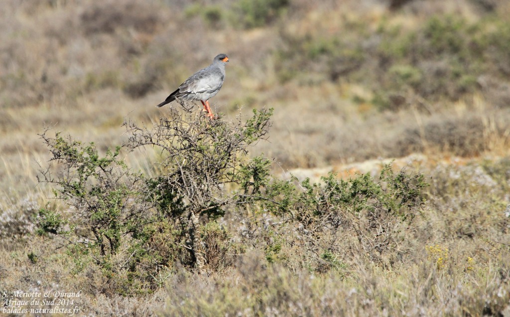 Autour chanteur - Karoo