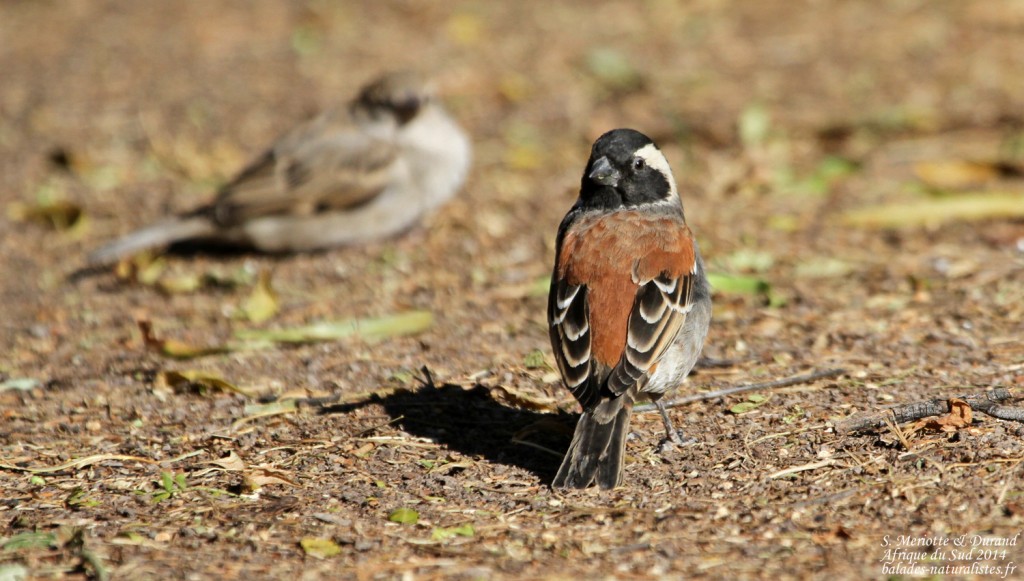 Moineau mélanure - Karoo