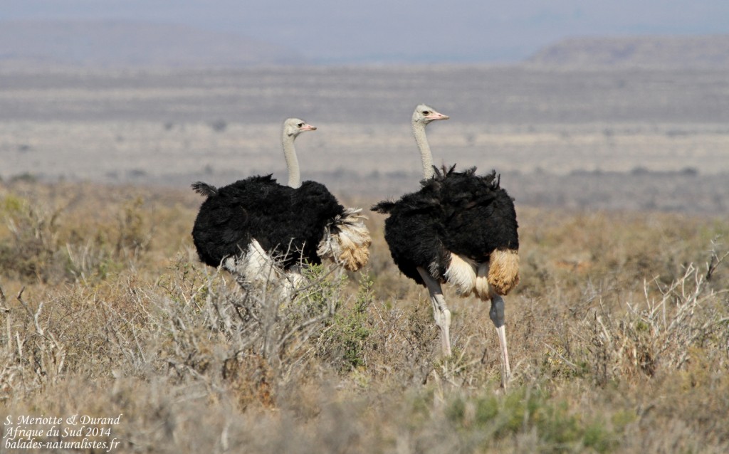 Autruche - Karoo