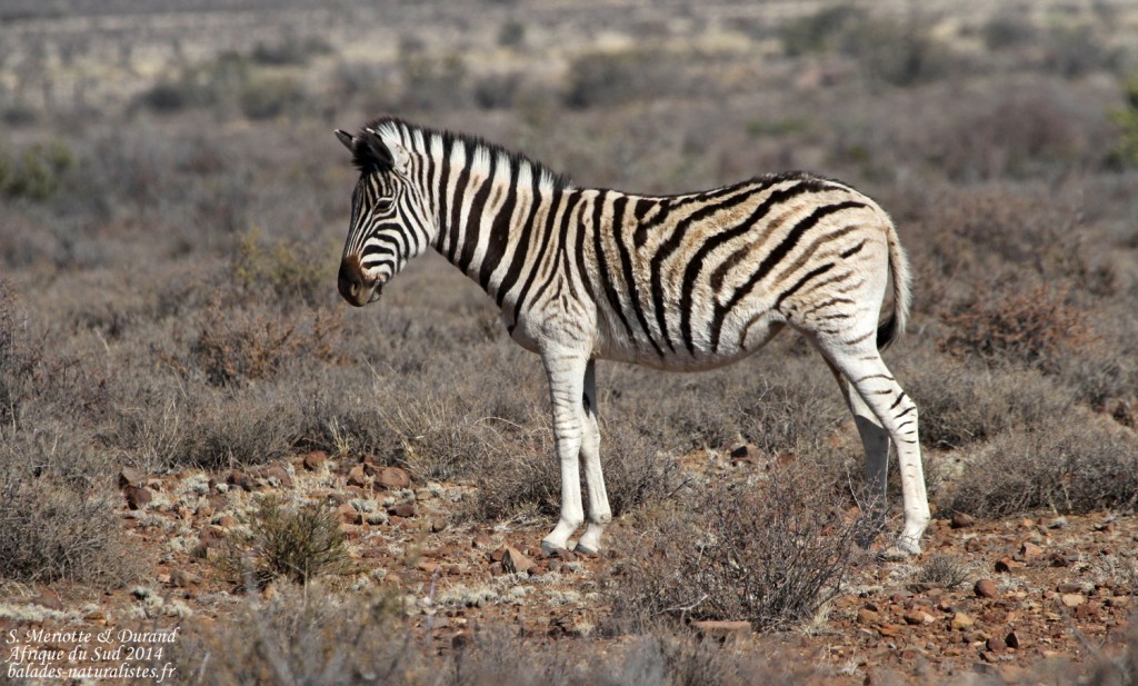 Zèbre des plaines - Karoo