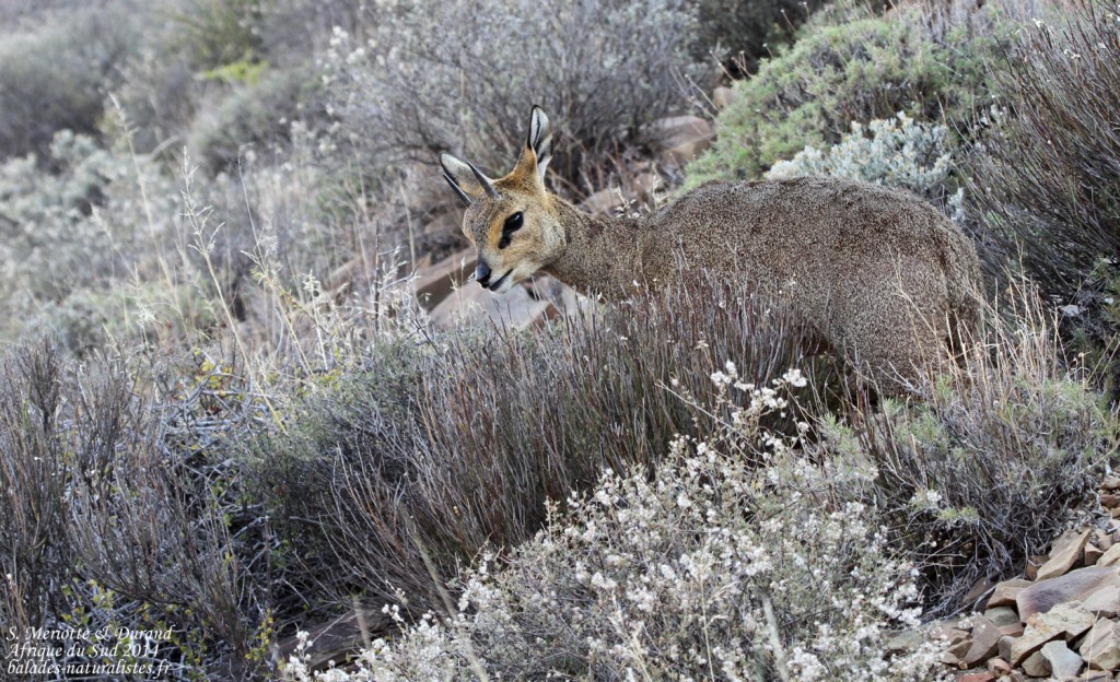 Oréotrague - Karoo