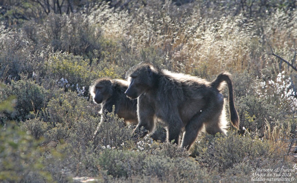 Babouin chacma - Karoo