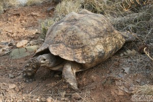 Tortue - Karoo