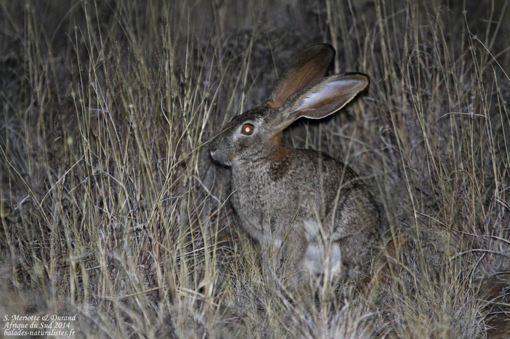 Lièvre des buissons - Karoo