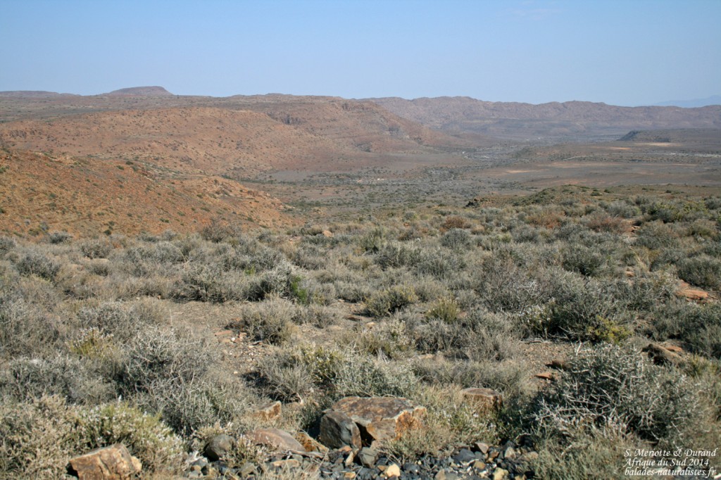 Karoo