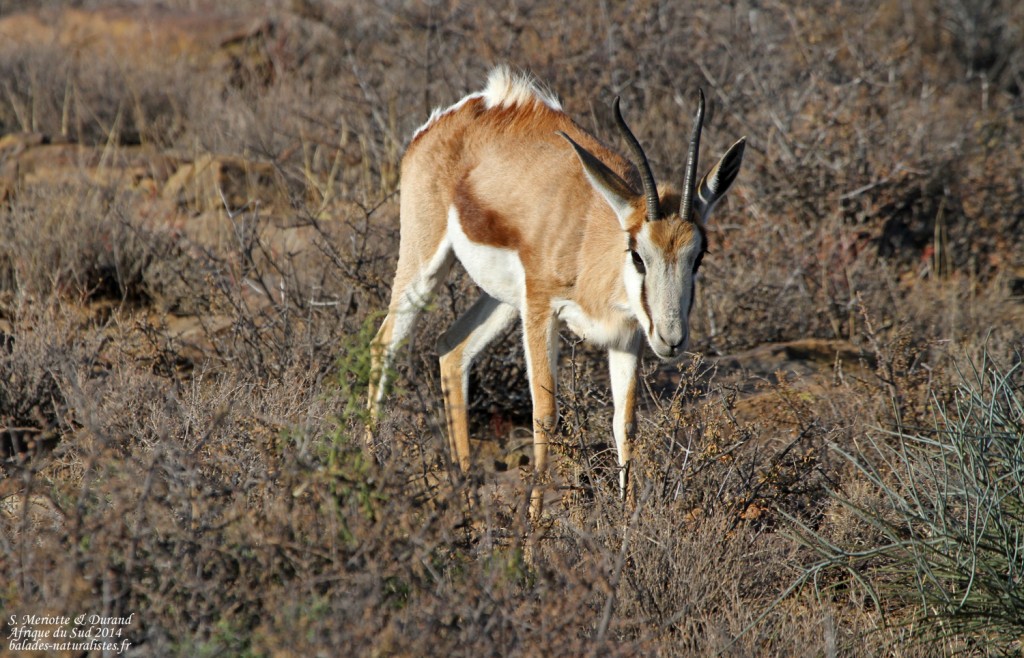 karoo (8) springbok