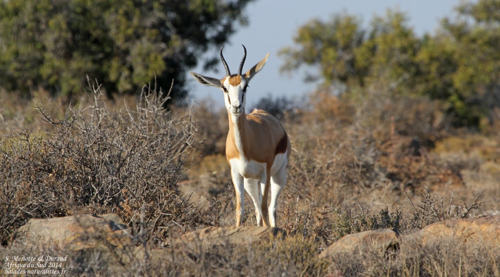 Springbok - Karoo