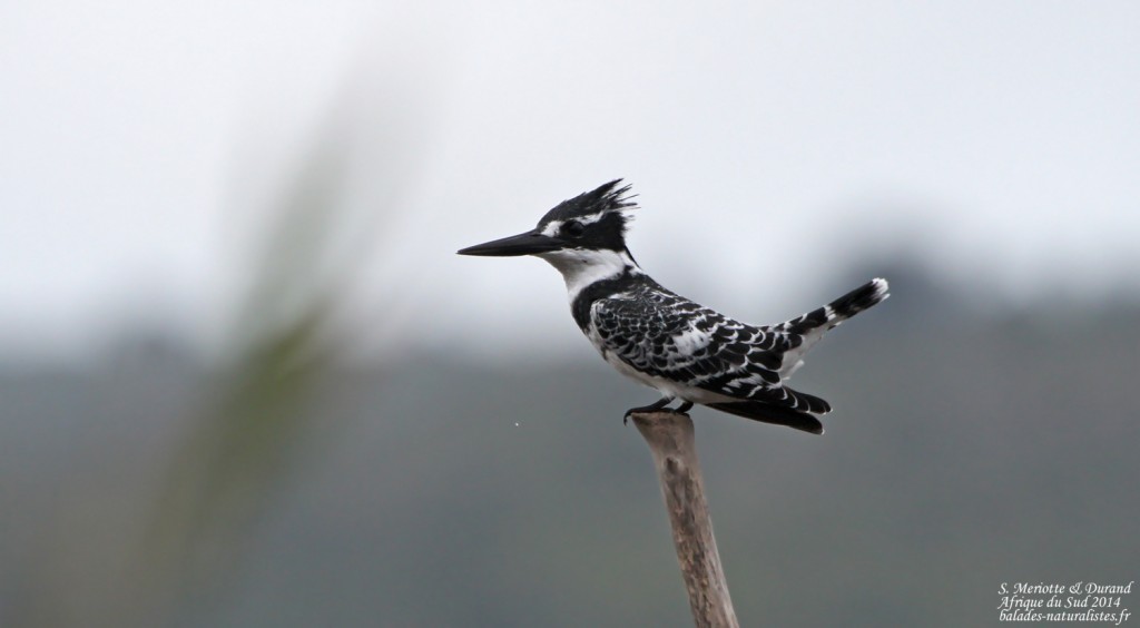 Alcyon-pie - Langvlei - Wilderness