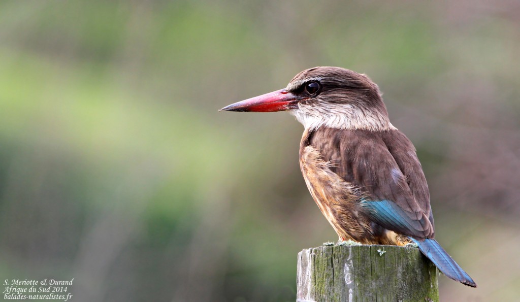 Martin-chasseur à tête brune - Wilderness