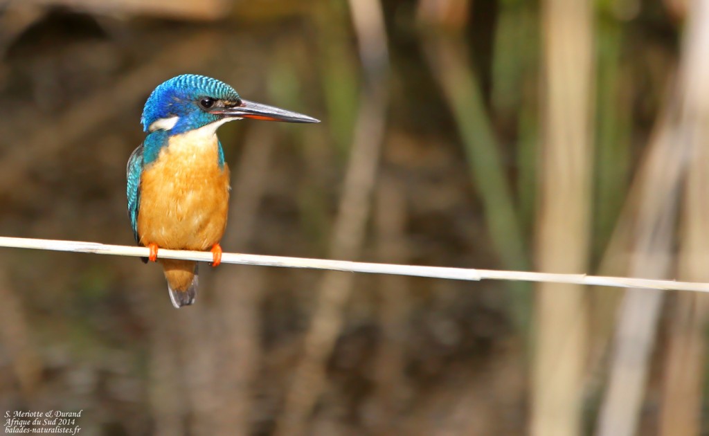 Martin-pêcheur à demi-collier - Wilderness