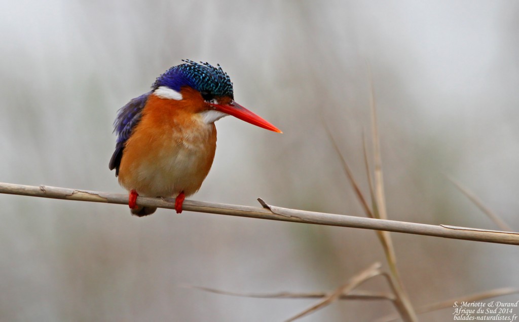 Martin-pêcheur huppé - Langvlei - Wilderness