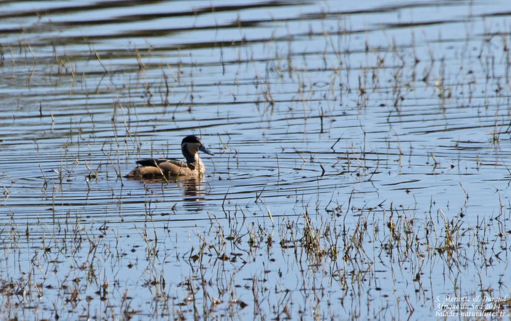 Sarcelle hottentote (Gamtoos)