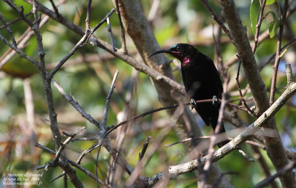 Souimanga améthyste - Tsitsikamma