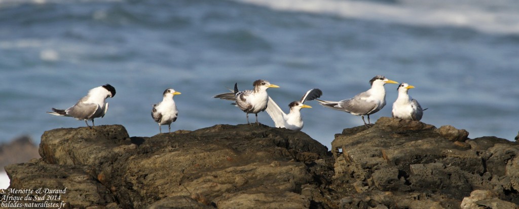 Sterne huppée - Tsitsikamma