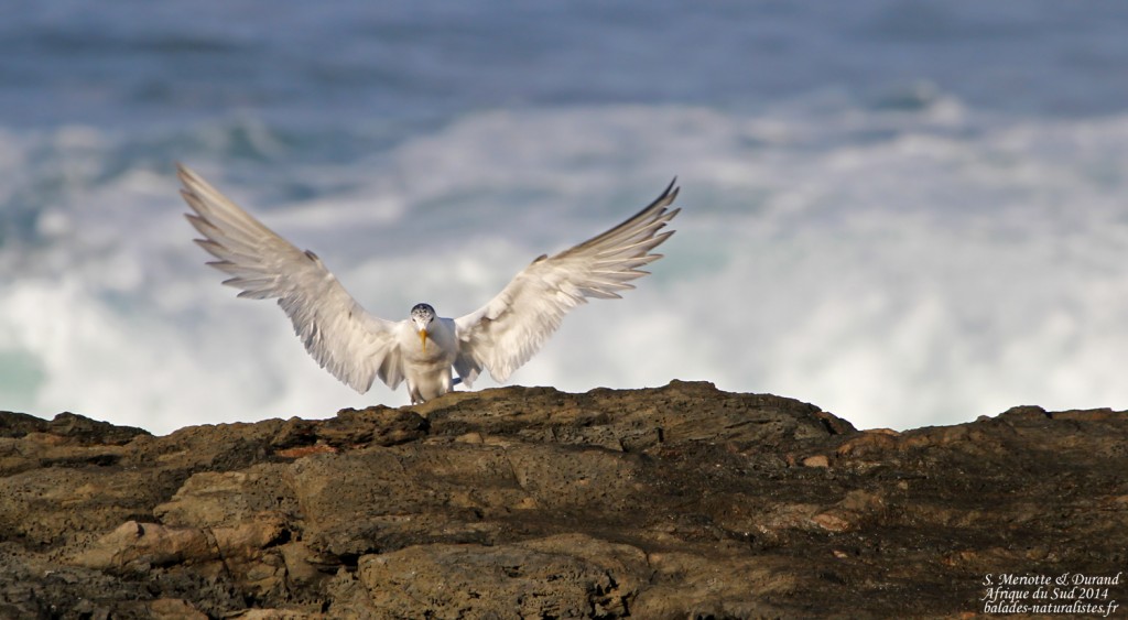 Sterne huppée - Tsitsikamma