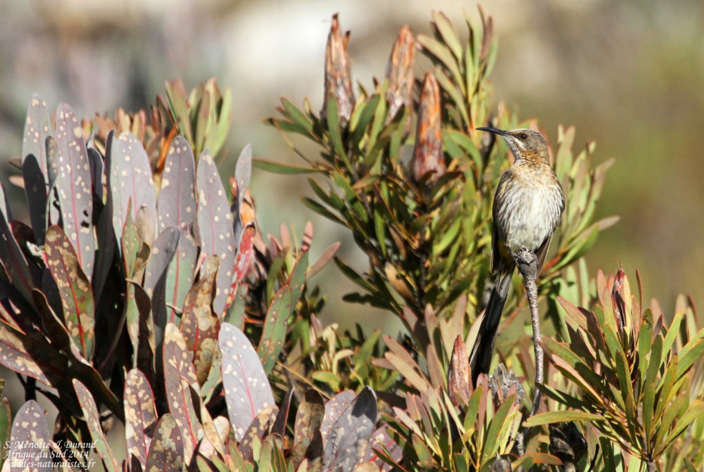 Promérops du Cap - Swartberg Pass