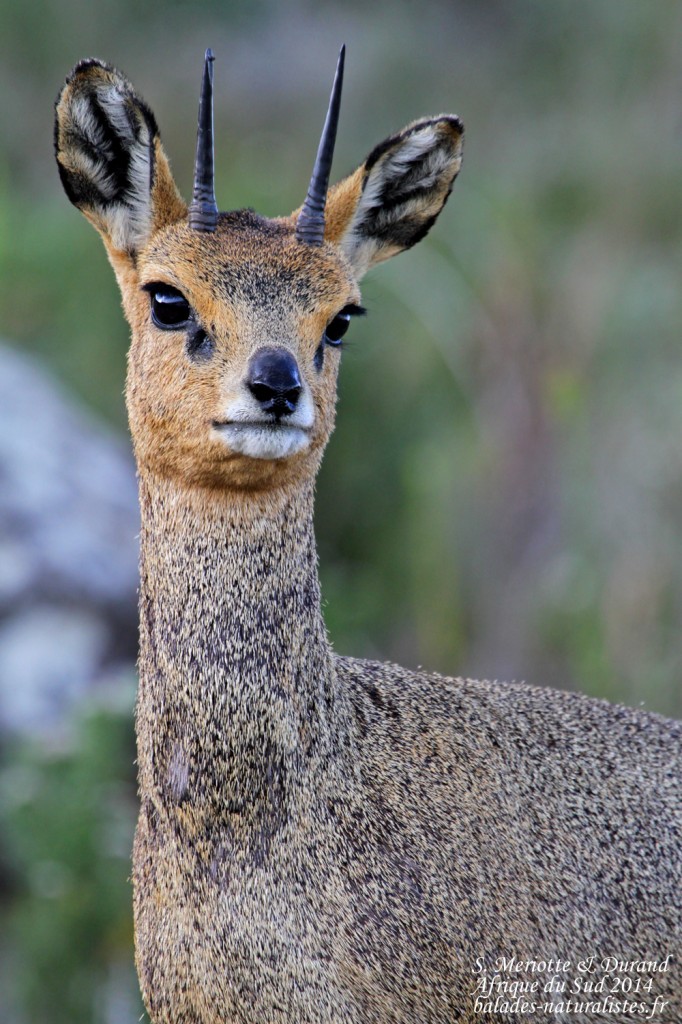 Oréotrague - Swartberg Pass