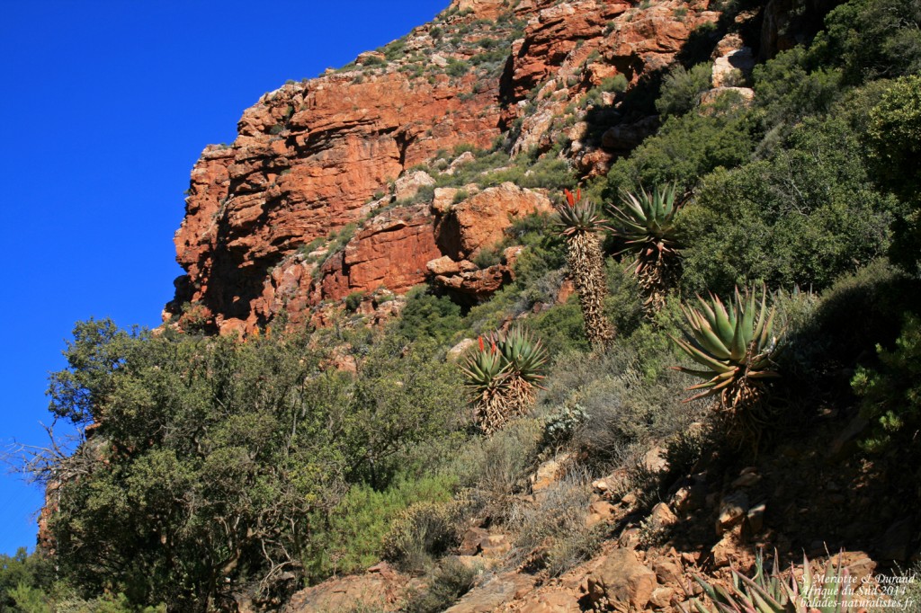 Swartberg Pass