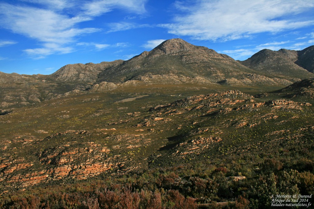 Fynbos - Swartberg Pass