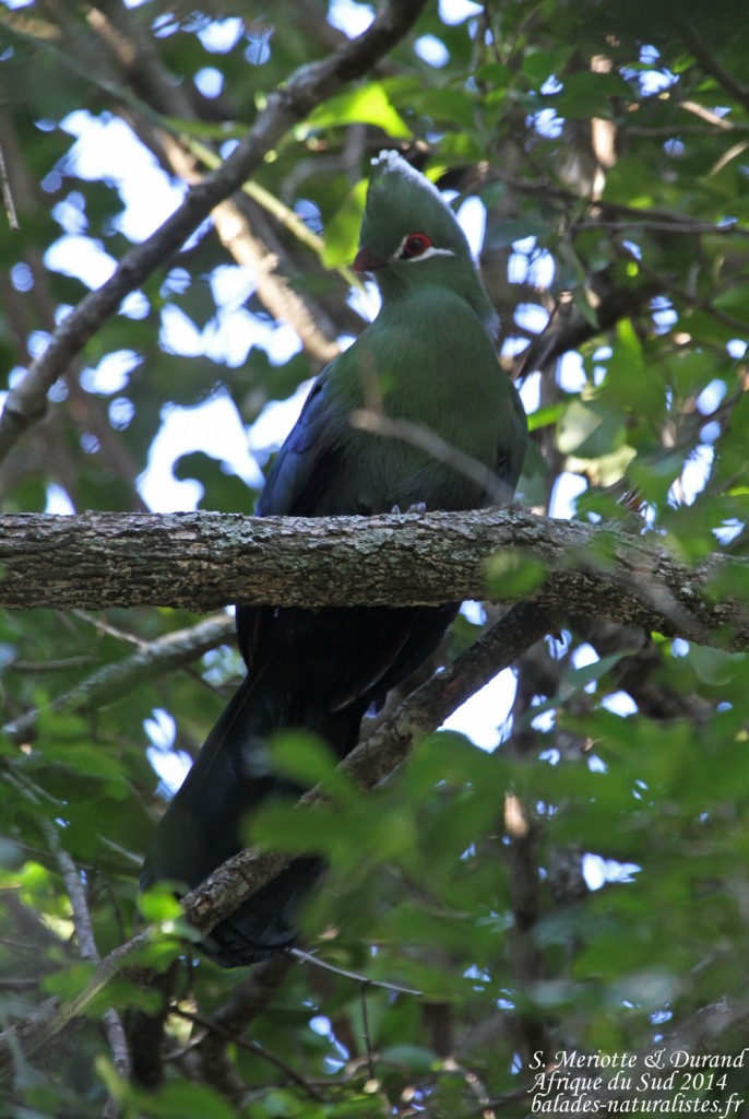 Touraco de Knysna - Tsitsikamma