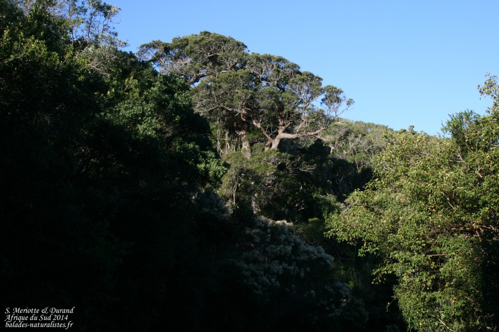 Forêt pluviale primaire de Tsitsikamma