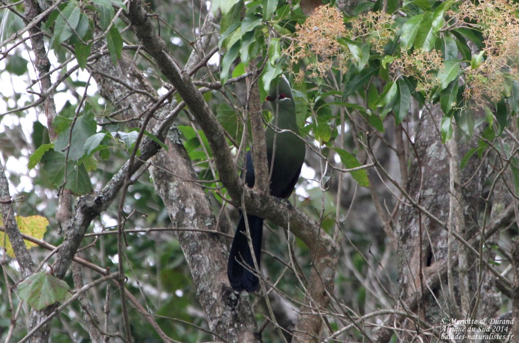 Touraco de Knysna - Big tree - Wilderness