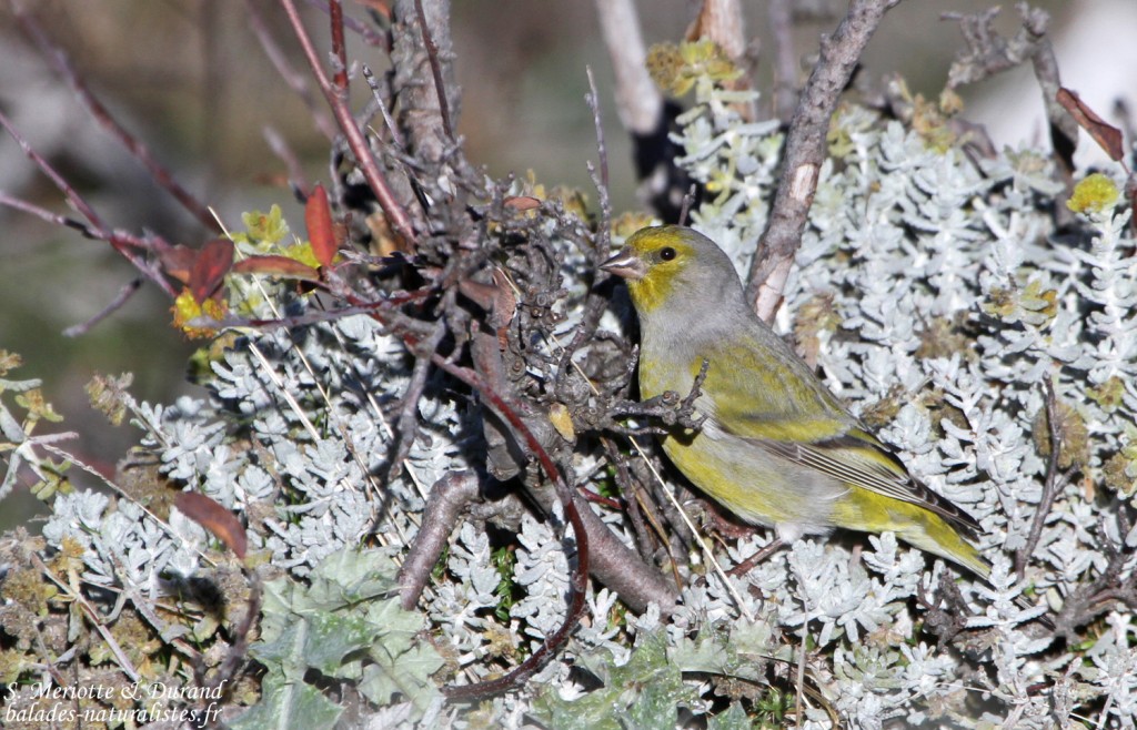 Venturon montagnard - Sainte-Victoire