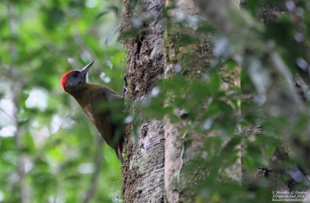 Pic olive - Big tree - Wilderness