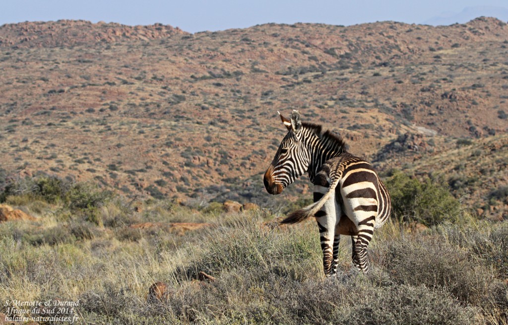 Zèbre de montagne du Cap - Karoo