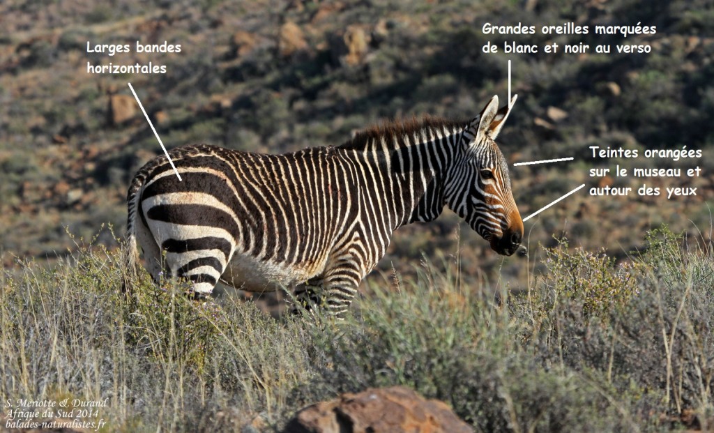 zebre-des-montagnes-du-cap (3)